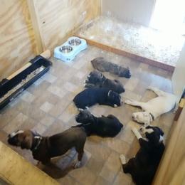 Boxer Puppies from Huntley Boxer Pieces