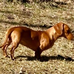 Sadie - Dachshund