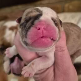 ORANGE - Fawn and brindle female Bulldog puppy in Walhalla, South Carolina from Lowery's English Bulldogs