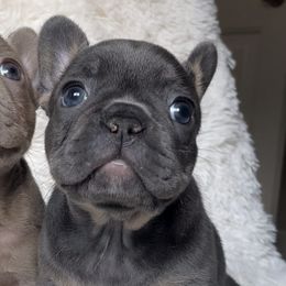 French Bulldogs from Paramount Frenchies