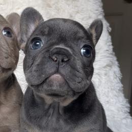 French Bulldogs from Paramount Frenchies