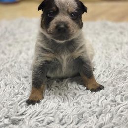 Australian Cattle Dog Puppies from LoveAHeeler