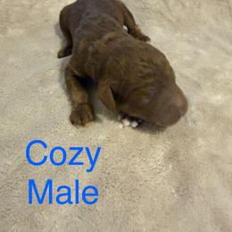 Cozy - Brown male Poodle puppy in Piqua, Kansas from Legacy Farms Standard Poodles