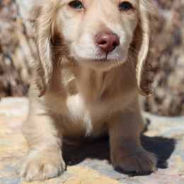 Dachshund Puppies from Rylie Stovall