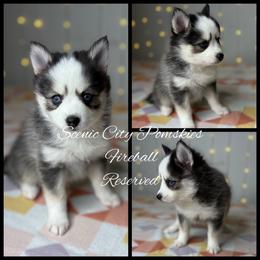 Fireball - Black and white male Pomsky puppy in Rossville, Georgia from Scenic City Pomskies