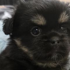 Tibetan Spaniels from Milissa Lose