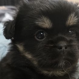 Tibetan Spaniels from Milissa Lose