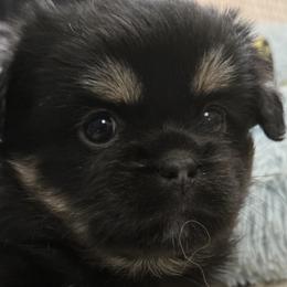 Tibetan Spaniels from Milissa Lose