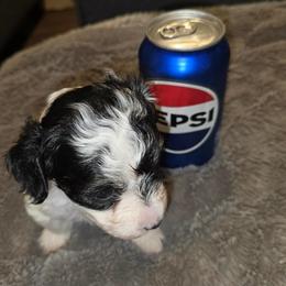Girl 1 - Tri-color female Yorkipoo puppy in North Augusta, South Carolina from Tiny Paws Luxury Pets