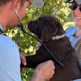 Anatolian Shepherd Dog and Labrador Retriever Puppies from Learning With Dogs