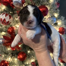 Isaiah - Parti male Goldendoodle puppy in Prosperity, Pennsylvania from Stelladoodles & Company