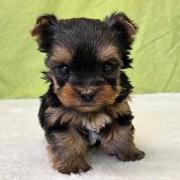 Winston TEACUP - Blue and gold male Yorkshire Terrier puppy in Monticello, Iowa from Ashley’s Puppies