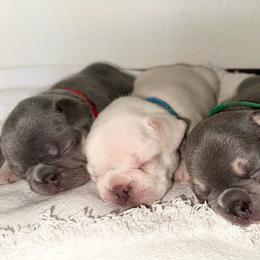 French Bulldog puppies from Pnwfrenchbulldogs