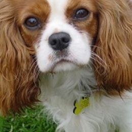 Cavalier King Charles Spaniels from Closeburn