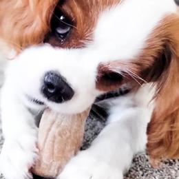 Cavalier King Charles Spaniels from Furever Cavaliers
