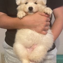 Girl 1 - female American Eskimo Dog puppy in Canton, Texas from Dan's Eskimo Dogs