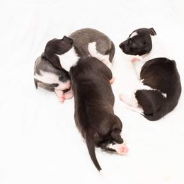 Brussels Griffon and Italian Greyhound Puppies from Adornare Kennels