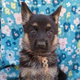 White Girl - Black and tan female German Shepherd puppy in La Pine, Oregon from Granville/Diamond Peak German Shepherds