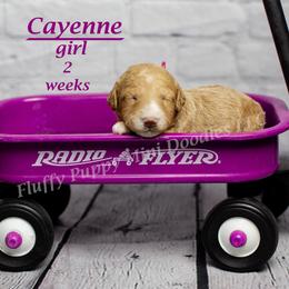 Cayenne (pink collar) girl - Apricot female Goldendoodle puppy in Corona, California from Fluffy Puppy Mini Doodles LLC