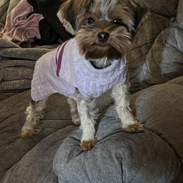 Tilly - Yorkshire Terrier