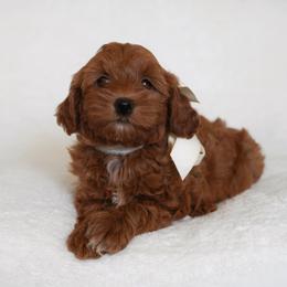 Maple - Goldendoodle