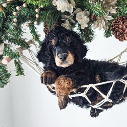 Berg - Phantom male Poodle puppy in Gaylord, Michigan from Dog Mom Co.