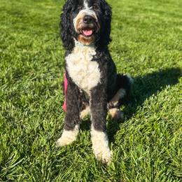 Birdie - Bernedoodle