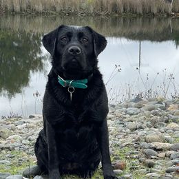 Tule - Labrador Retriever