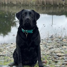 Tule - Labrador Retriever