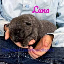 Luna - Gray female Newfoundland puppy in Cortez, Colorado from Bear Heart Newfoundlands, LLC