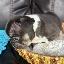 Gidget - Tricolors female French Bulldog puppy in Billings, Montana from Yellowstone Frenchies