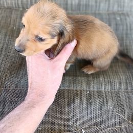 Dachshund Puppies from Bailey's Dachshunds
