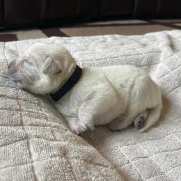 Black - Yellow male Labrador Retriever puppy in Houston, Texas from Alpha English Labs