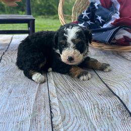 Poppy - Tri-color female Bernedoodle puppy in Moulton, Iowa from Shondel Puppy Paws