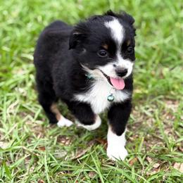 Libby - Black tri female Toy Australian Shepherd puppy in Polk City, Florida from Skaky Shepherds