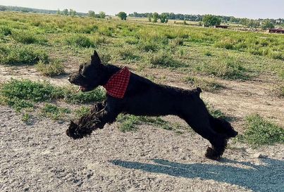 Giant Schnauzer running in the grass