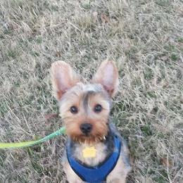 Yorkshire Terriers from Rocketeer Yorkies