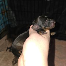 Comet - Sable male Dachshund puppy in Windom, Minnesota from Aster Creek Dachshunds