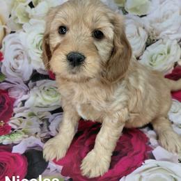 Nicolas - Red  male Goldendoodle puppy in Eau Claire, Wisconsin from Fisher River Doodle's