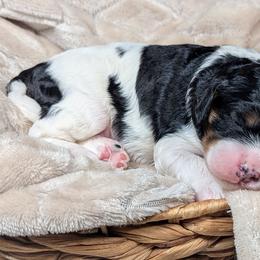 Catalina - Tri-color female Cavapoo puppy in Newport Beach, California from WW Cavapoos