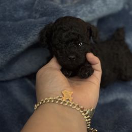 Wonder - Silver female Poodle puppy in Amarillo, Texas from Amarillo Toy Poodles