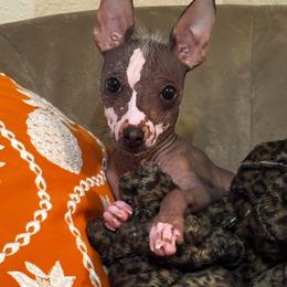 Chihuahua and Chinese Crested Puppies from Western Kentucky Chihuahua’s and Chinese Crested’s