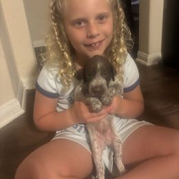 Allen - White and liver male German Shorthaired Pointer puppy in Conroe, Texas from Third Coast Pointers