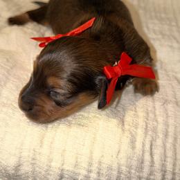 Dachshund Puppies from Weenie Village