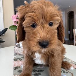 Astro - Apricot male Goldendoodle puppy in Gilbert, Arizona from DogHouse Doodles