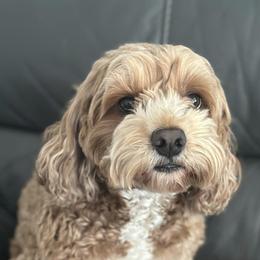 Cockapoos from Mary Puppins