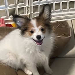 Gordo - White and sable male Papillon puppy in Central Florida, Florida from Sunshine Papillons