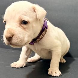 Purple collar (straw cane corso) - Red female Cane Corso puppy in Snellville, Georgia from A Really Good Kennel