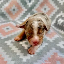 Lily - Red merle female Australian Shepherd puppy in Clover, South Carolina from Jo’s Aussies