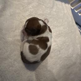 Cirrus - Piebald male Dachshund puppy in Summit, South Carolina from Doxies4Paws